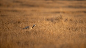 Conservationists are bringing the threatened Asian houbara back from the brink of extinction in Saudi Arabia.