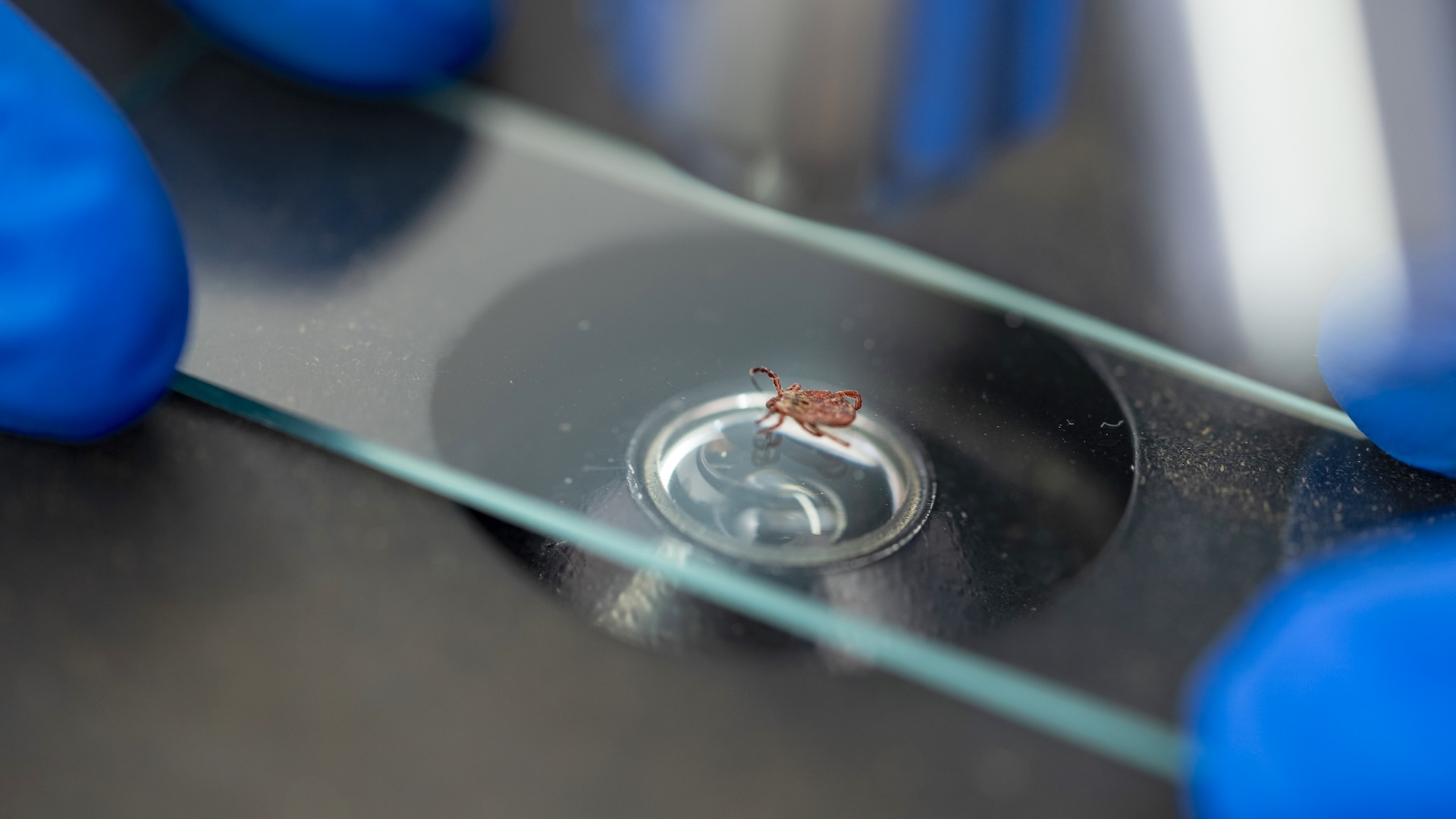 Expert issues warning after deadly, tick-borne virus is found in US region for first time: 'This is a very scary infection'