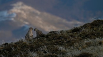 California has set limits on dangerous rat poisons. Now, lawmakers are considering rolling back those protections.