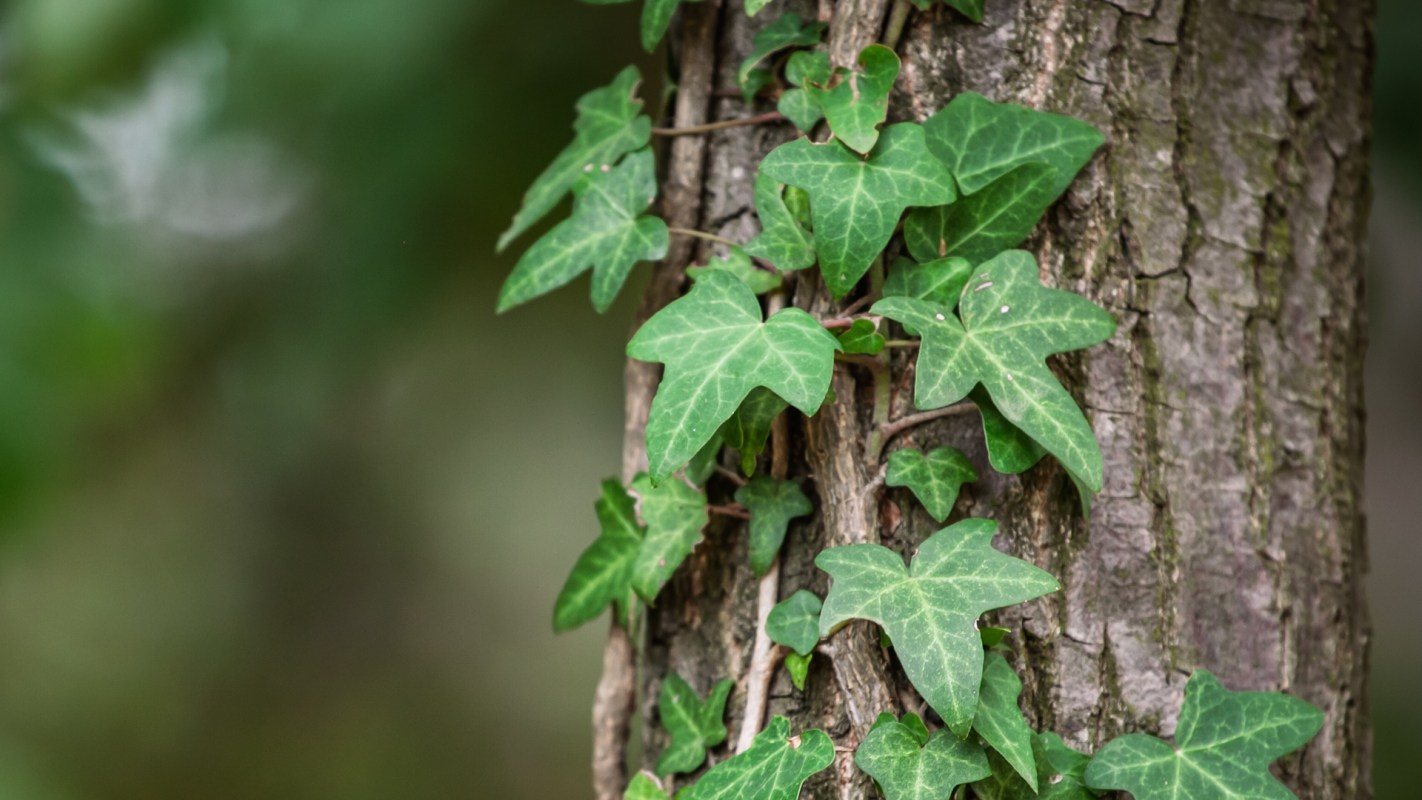 One Reddit user asked for help getting rid of English ivy, and several others offered advice on how to do it naturally.