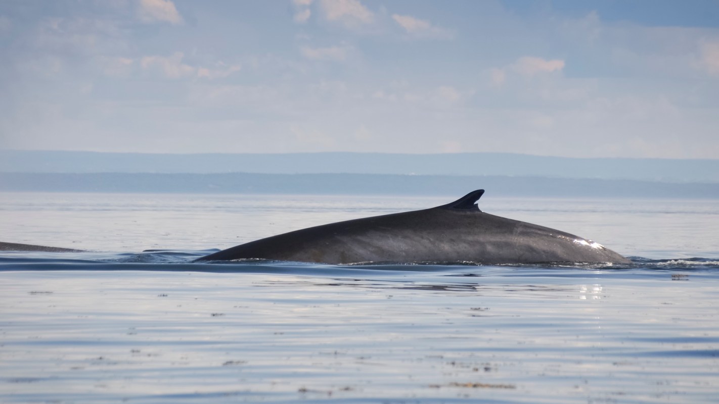 Warming trends have made Arctic krill less available, and whales are changing their diets accordingly.