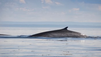 Warming trends have made Arctic krill less available, and whales are changing their diets accordingly.