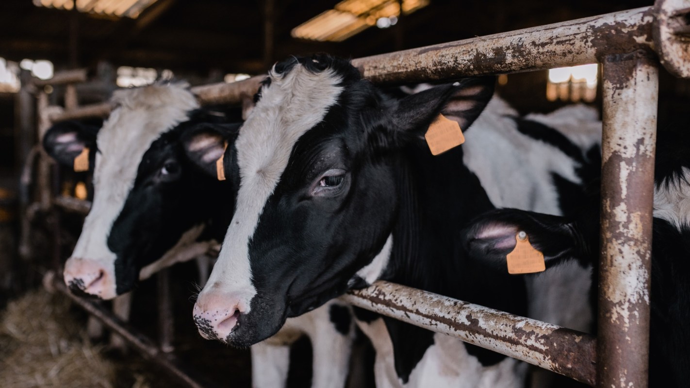 A groundbreaking study has quantified, for the first time, the extent of cattle heat stress that South American cattle endure.