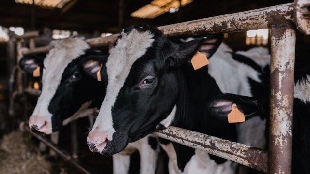 A groundbreaking study has quantified, for the first time, the extent of cattle heat stress that South American cattle endure.