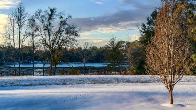 As temperatures in the Sunshine State have dipped into the 30s, invasive iguanas have temporarily frozen up, causing them to fall from the trees that they use for shelter.