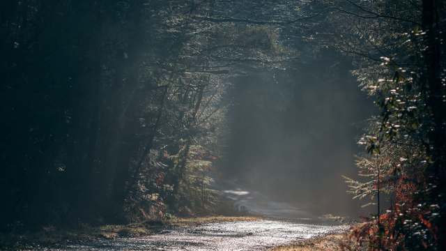 Free-roaming ponies at the New Forest National Park in England had better start looking both ways before crossing the road.