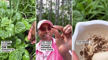 One gardener shared a clever hack to deal with pests using just a household item — all you need is a handful of cloves.