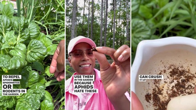 One gardener shared a clever hack to deal with pests using just a household item — all you need is a handful of cloves.