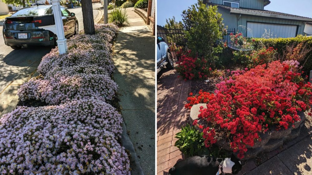 One Redditor shared how a superbloom made their drought-friendly neighborhood spectacularly floral.