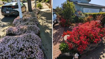 One Redditor shared how a superbloom made their drought-friendly neighborhood spectacularly floral.