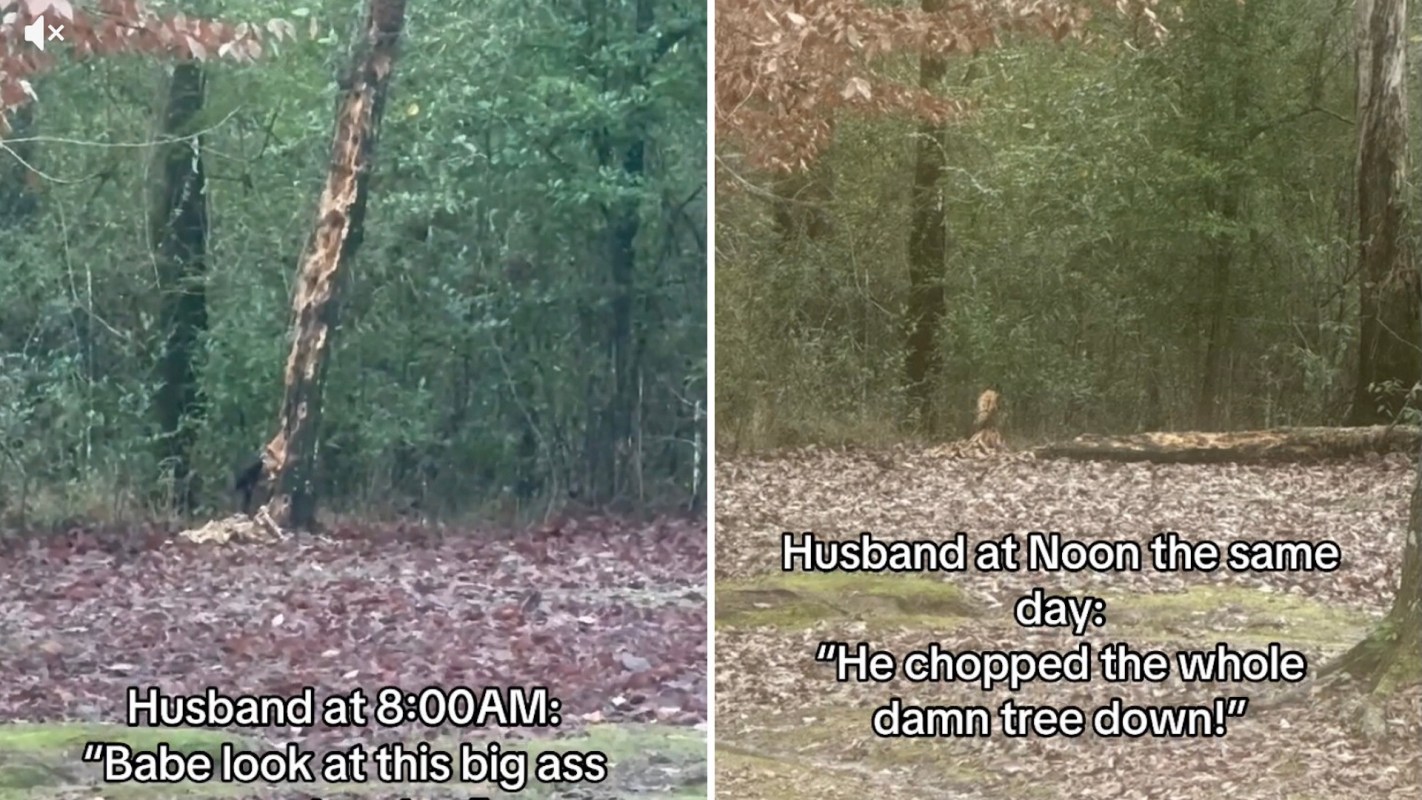 One couple on TikTok recorded a pileated woodpecker going to town on what looked like a dead tree.