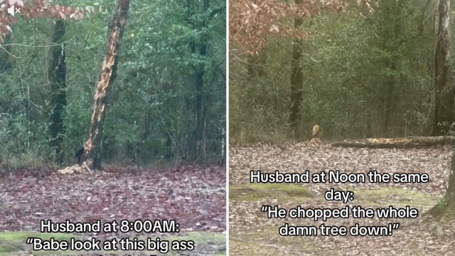 One couple on TikTok recorded a pileated woodpecker going to town on what looked like a dead tree.