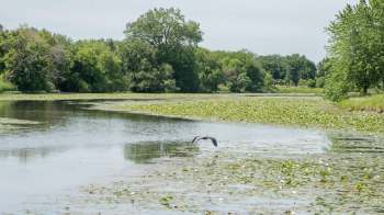 After federal protections for wetlands were scaled back, Illinois state leaders took action.
