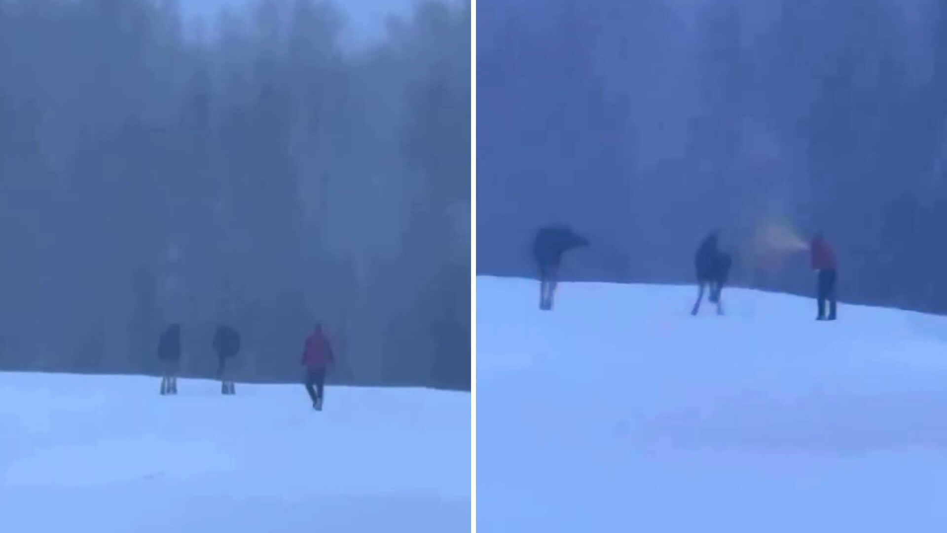 Bystander reports tourist after catching him using bear spray on wildlife: 'I hope he got arrested'