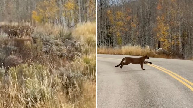 A video clip showing a mountain lion darting across a roadway has sparked alarm, alongside wonder.