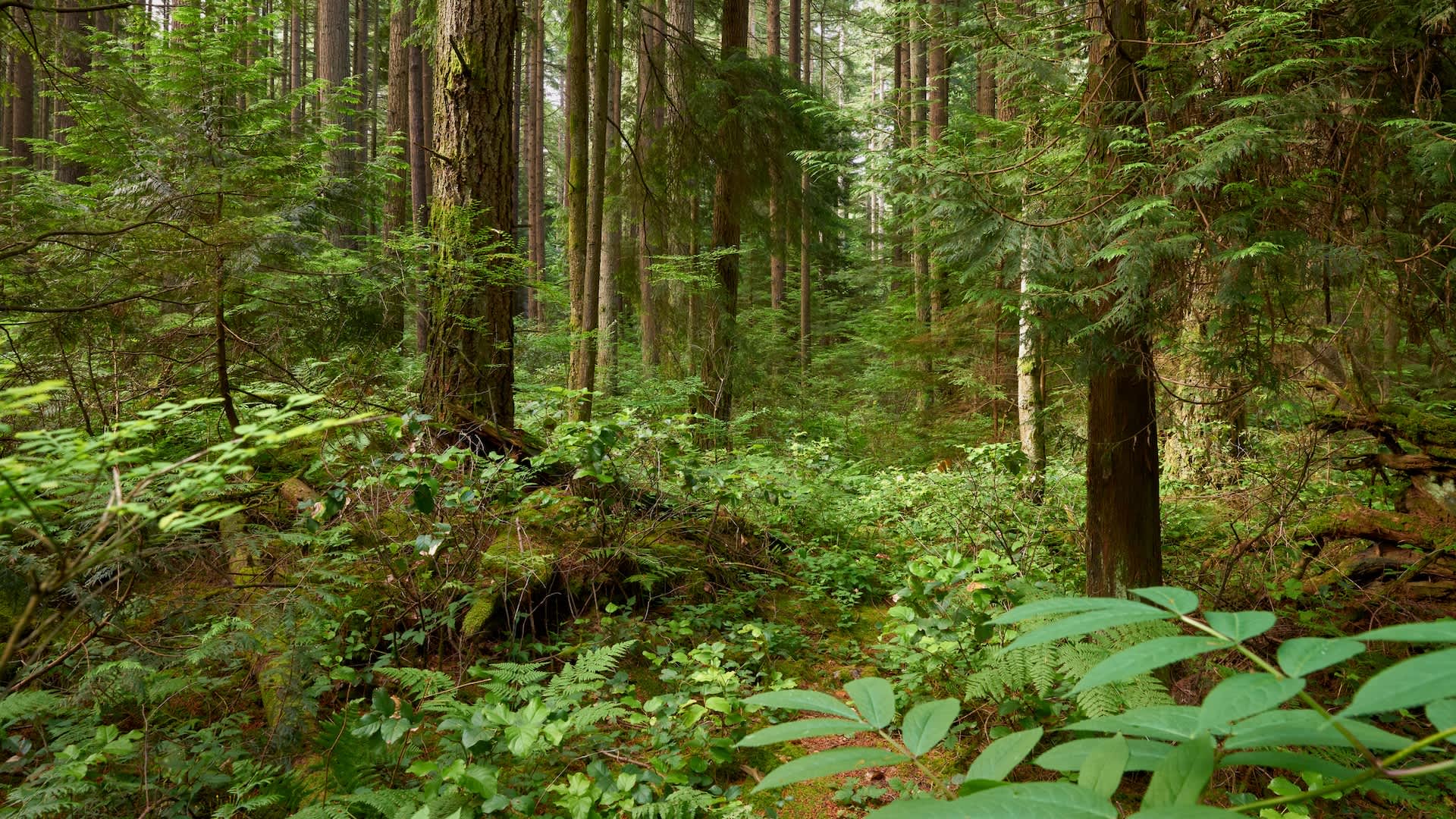 Researchers sound alarm after discovering 'little death bombs' spreading across US forests: 'They pop up in a new location'