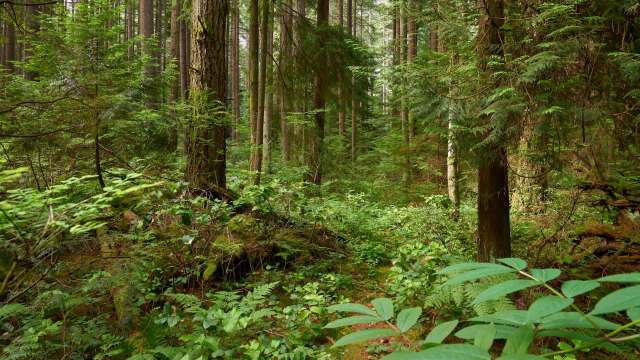 Illegal grow sites popping up on public lands are causing pollution harming the ecosystem in California.