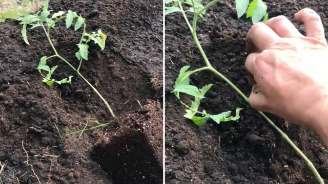 A TikToker has an easy-to-follow hack to help gardeners cultivate a few monstrous tomatoes from home.