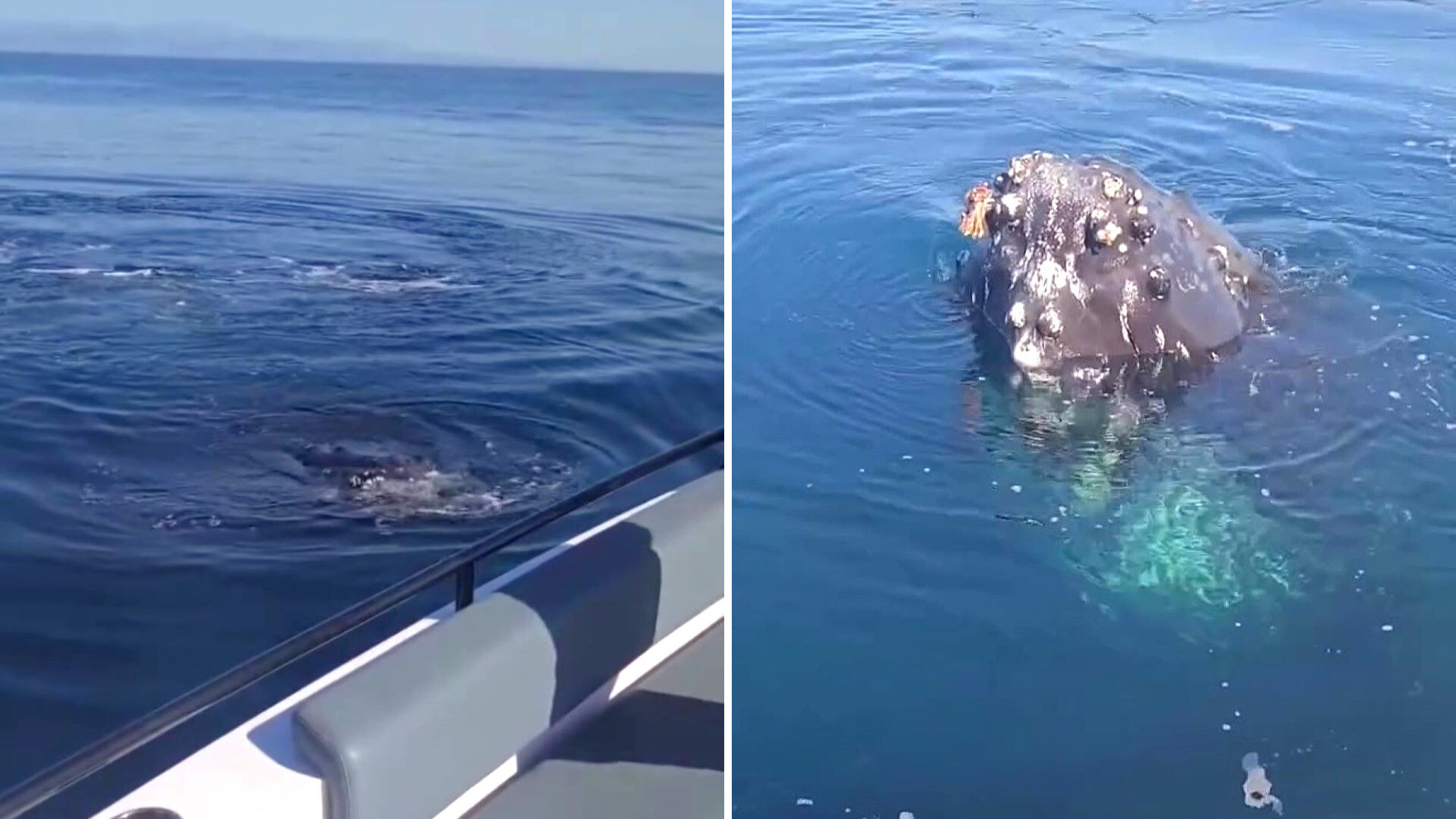 Captain records 'incredible' moment with humpback whales off California coast: 'So many questions'