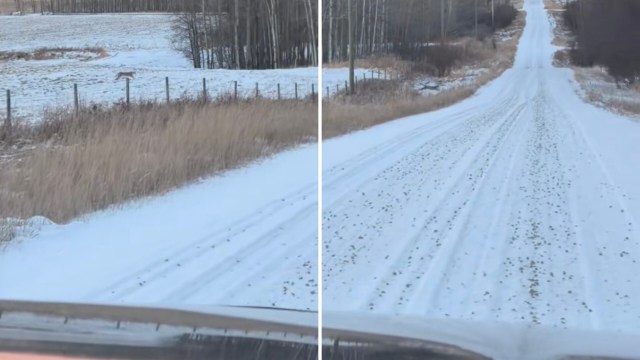 One Alberta, Canada, family had a once-in-a-lifetime experience when they saw a majestic cougar up close.