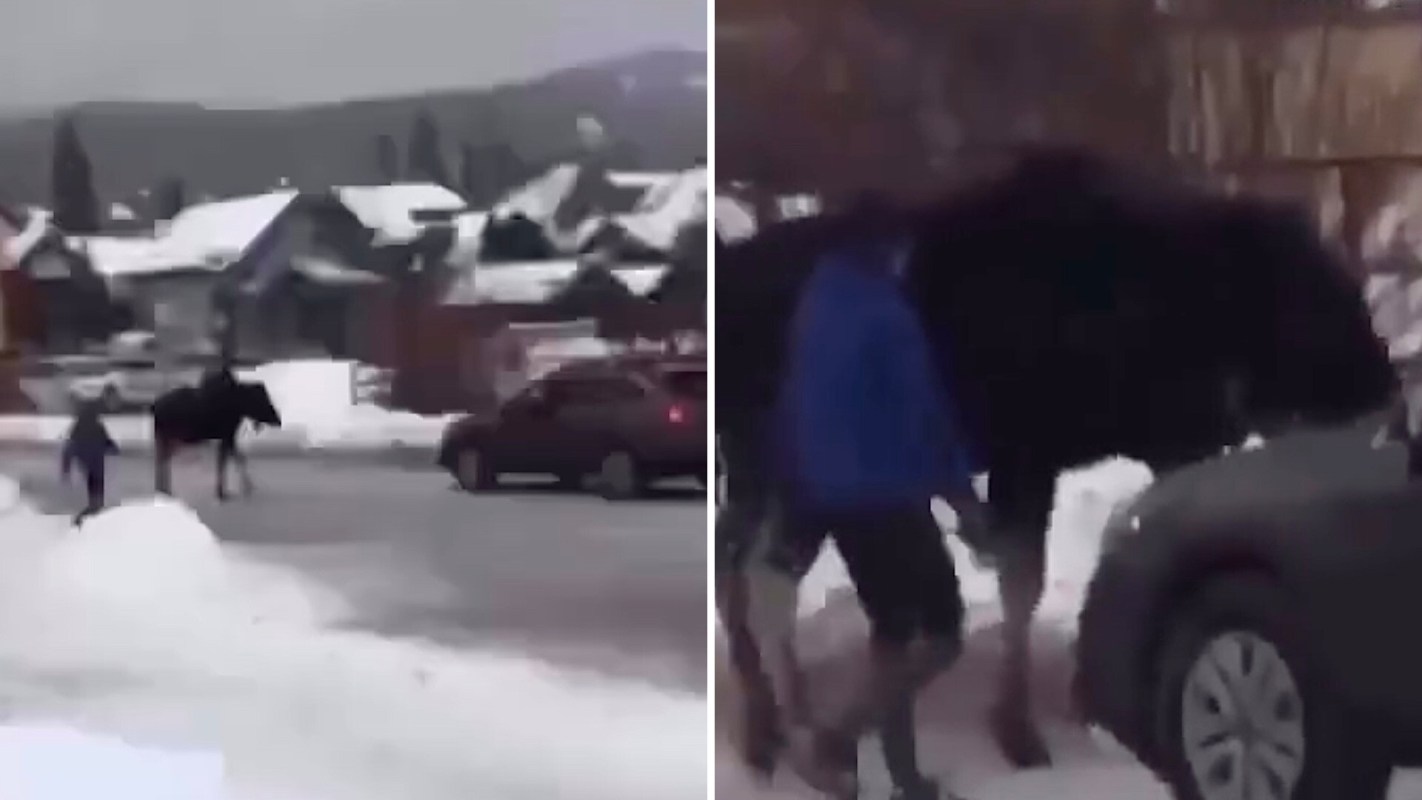A dangerous wildlife encounter in Colorado highlighted people's bad behavior around wild animals, which is seemingly on the rise.