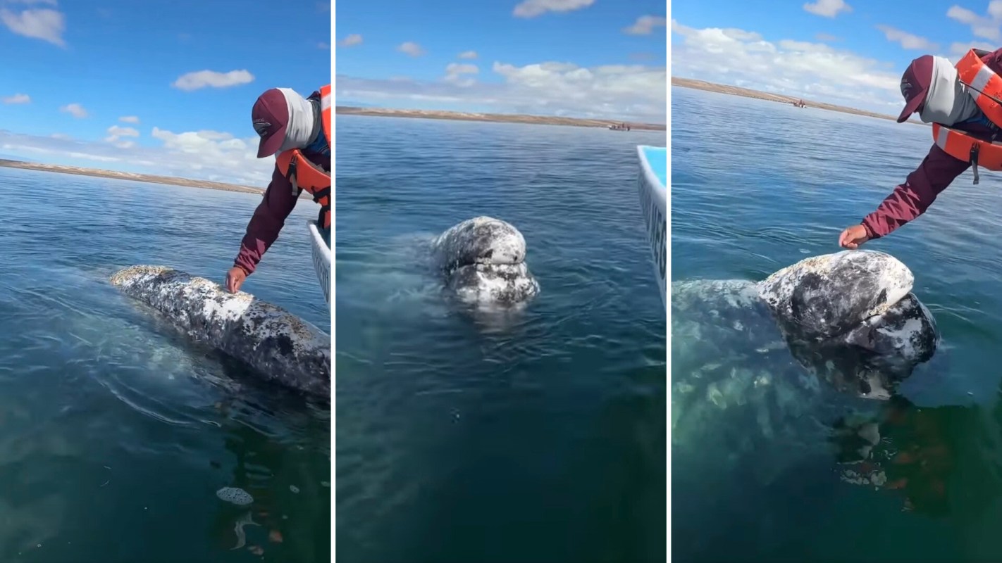A boat captain’s special interaction with a gray whale tugged at the internet’s heartstrings, and hinted at a special relationship that’s developed over the years.
