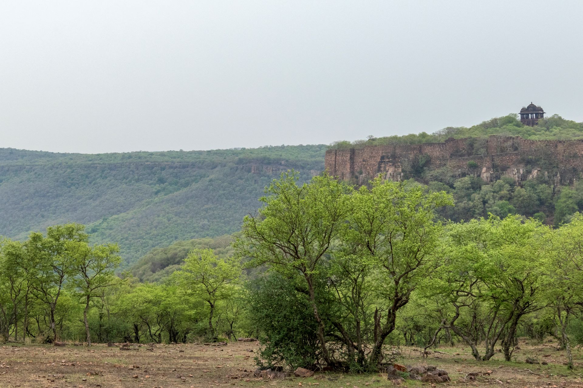 Scientists thrilled after trail cameras capture images of rarely seen creature: 'First time this cat species has been reported alive'