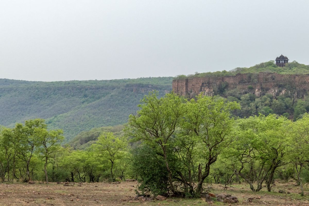 Trail cameras in India captured the first known footage of a Rusty-spotted Cat in the wild, raising hopes for the endangered species.