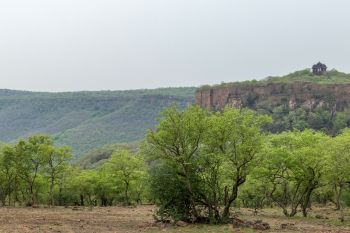 Trail cameras in India captured the first known footage of a Rusty-spotted Cat in the wild, raising hopes for the endangered species.