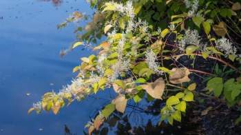 Boat launch stewards in Vermont are successfully managing introduced aquatic plants in local ponds and streams.