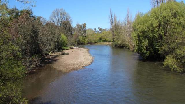 Invasive carp are wreaking havoc in local waterways in Tumut, a town in New South Wales, Australia.