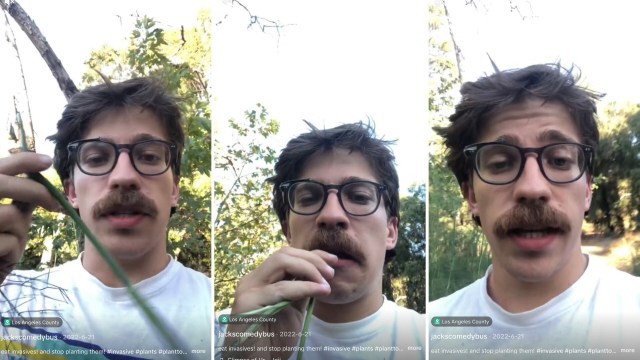One comedian shared a TikTok video about how to eat invasive fennel in the Los Angeles area.