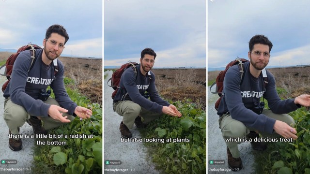 One forager is going viral on TikTok after revealing how to find and eat invasive wild radish while helping prevent the plant's spread.