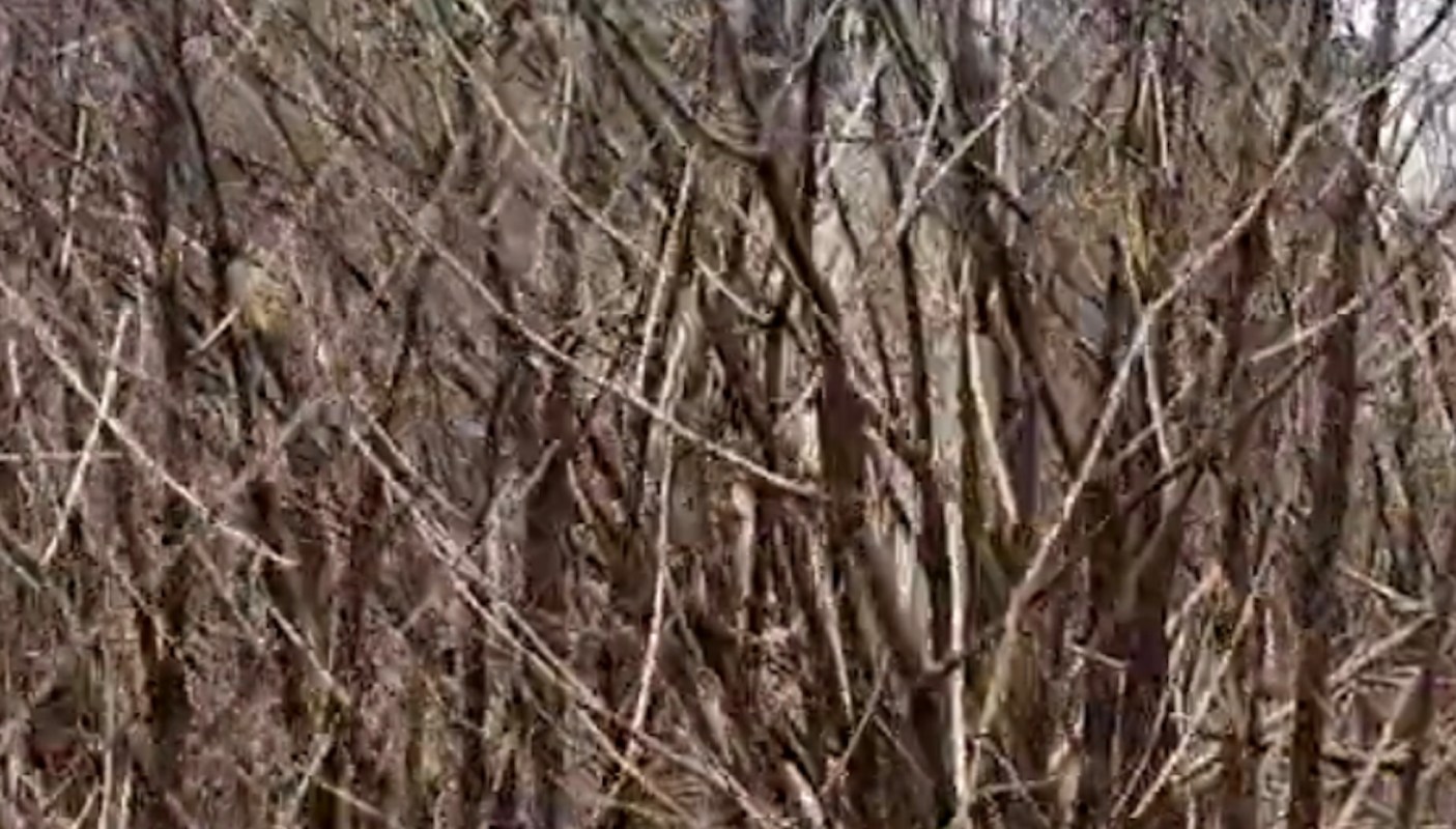 One knowledgeable forager shared her advice in a video on why Japanese knotweed should not be passed up.