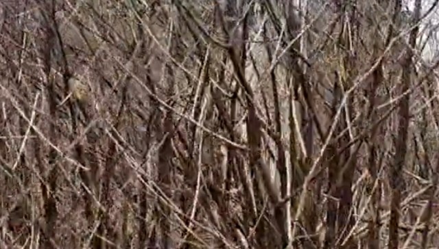 One knowledgeable forager shared her advice in a video on why Japanese knotweed should not be passed up.