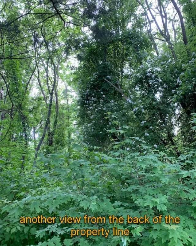 One Redditor shared their experience helping a client with invasive species removal on a property and how they expanded the native plant's growth.