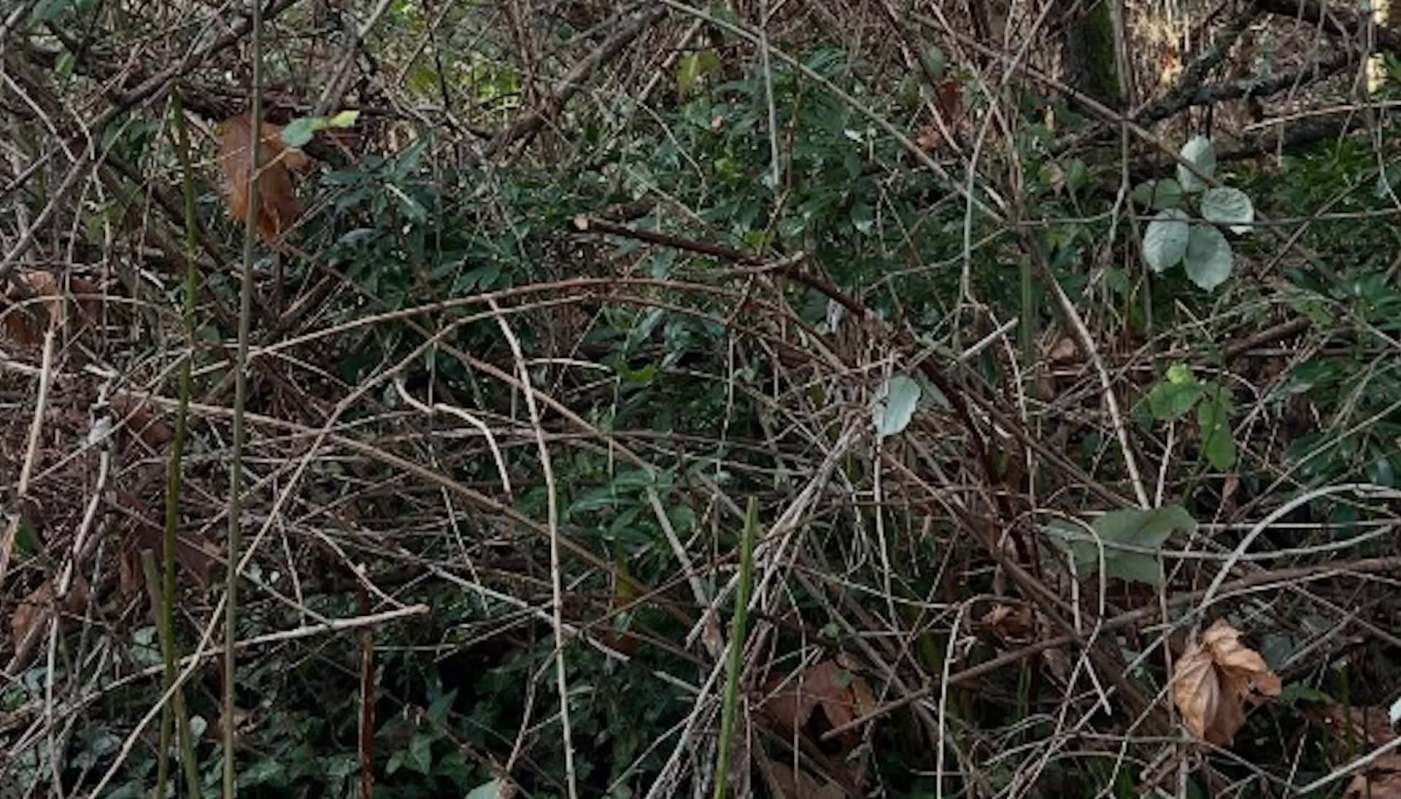 Invasive species' removal is important for the environment, as illustrated by these viral before-and-after photos.