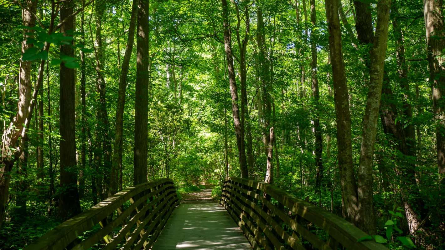 A Reddit video shows how trees can appear healthy and green at first — until you realize they're covered in invasive vines.