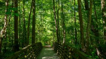 A Reddit video shows how trees can appear healthy and green at first — until you realize they're covered in invasive vines.