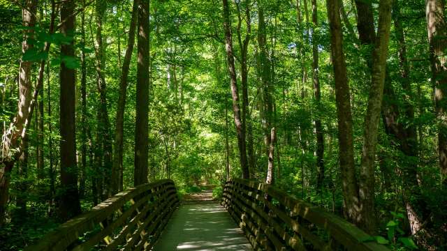A Reddit video shows how trees can appear healthy and green at first — until you realize they're covered in invasive vines.