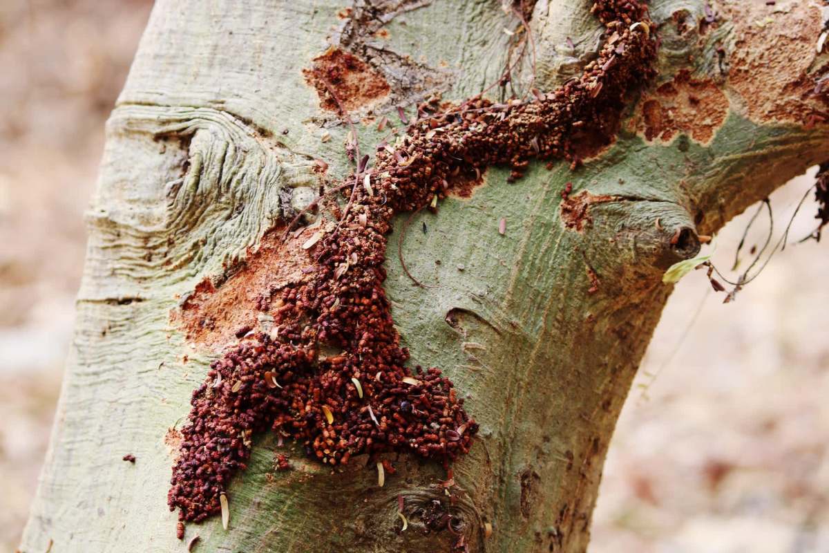 Two species of invasive termites, once confined to South Florida, are quickly spreading across the state.