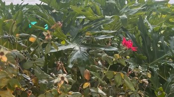 One homeowner learned the hard way why it's never a good idea to install artificial grass.