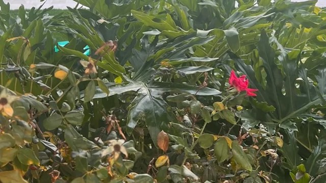 One homeowner learned the hard way why it's never a good idea to install artificial grass.