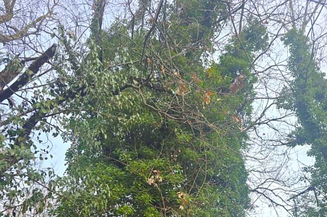 One Redditor discovered some particularly girthy ivy climbing the trees around their home and shared before-and-after photos.