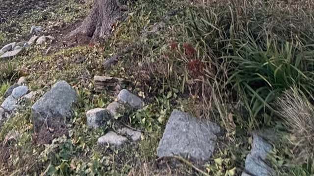 One person's native plant is another's invasive species. This Reddit user is trying to figure out if the ivy on their tree is harmful.