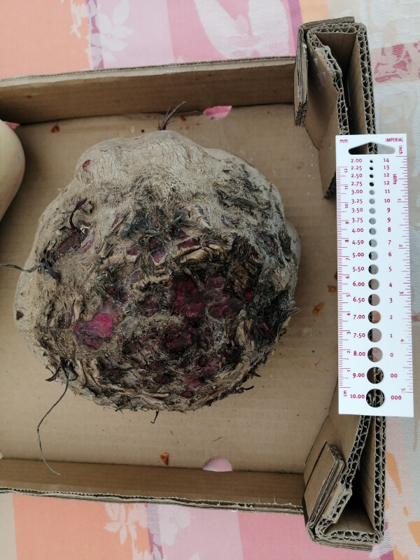 Redditors were blown away by a giant beet. One even joked that it looks like it came from an alien planet.