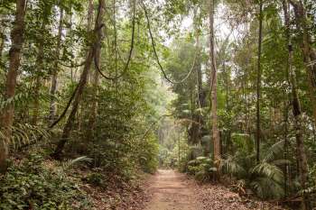Researchers were astounded after recording footage of jaguars' meowing in Brazil, providing a rare glimpse into the big cats' vocalizations.