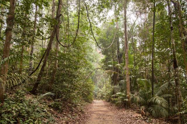 Researchers were astounded after recording footage of jaguars' meowing in Brazil, providing a rare glimpse into the big cats' vocalizations.