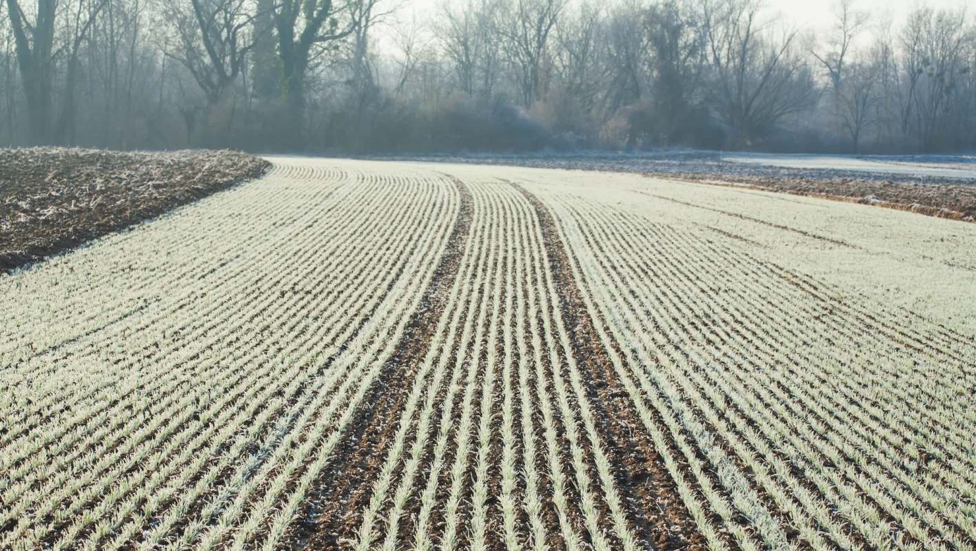 Kumquat growers in Florida are distressed about cold flashes harming their fruit before an important local festival.