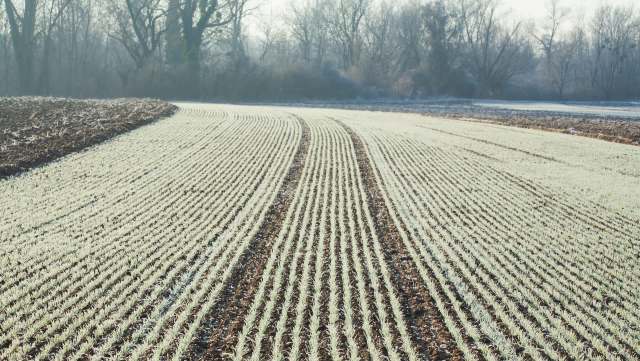 Kumquat growers in Florida are distressed about cold flashes harming their fruit before an important local festival.